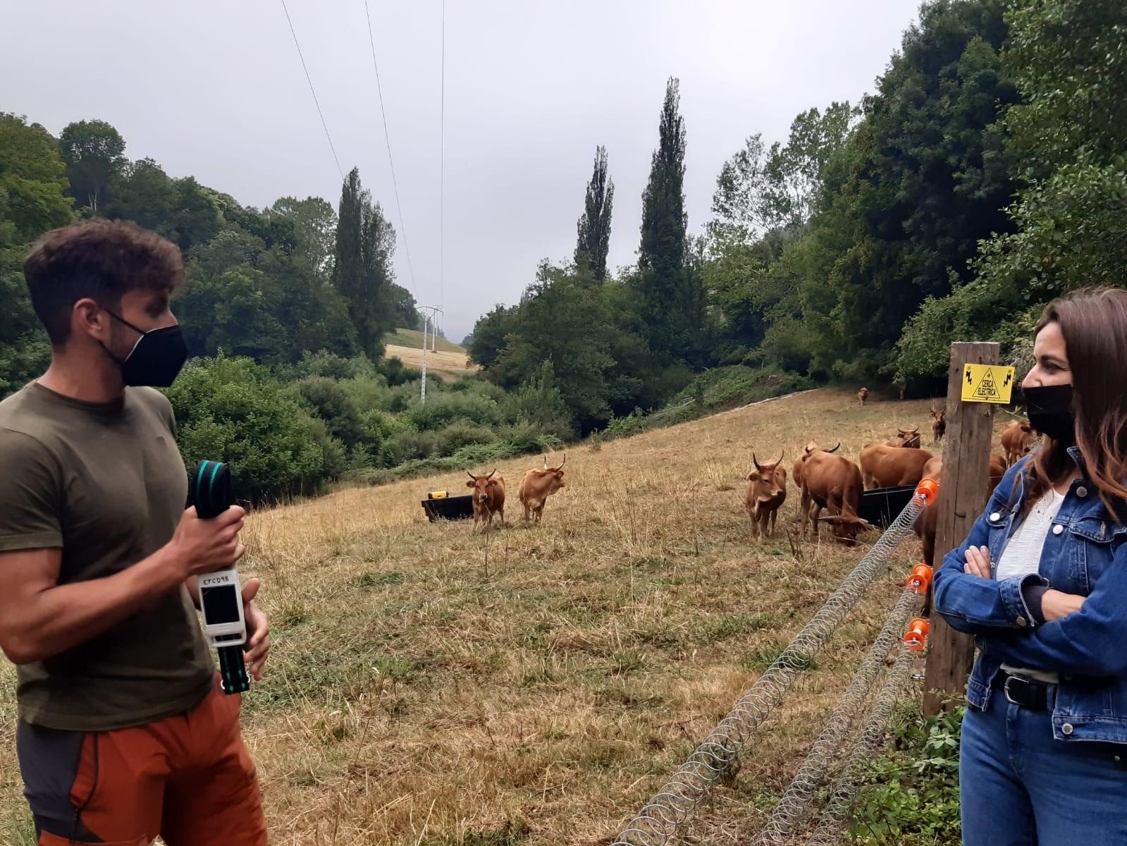 A Xunta valora a posibilidade de implantar un sistema baseado na internet das cousas para a xestión da gandaría extensiva nas aldeas modelo